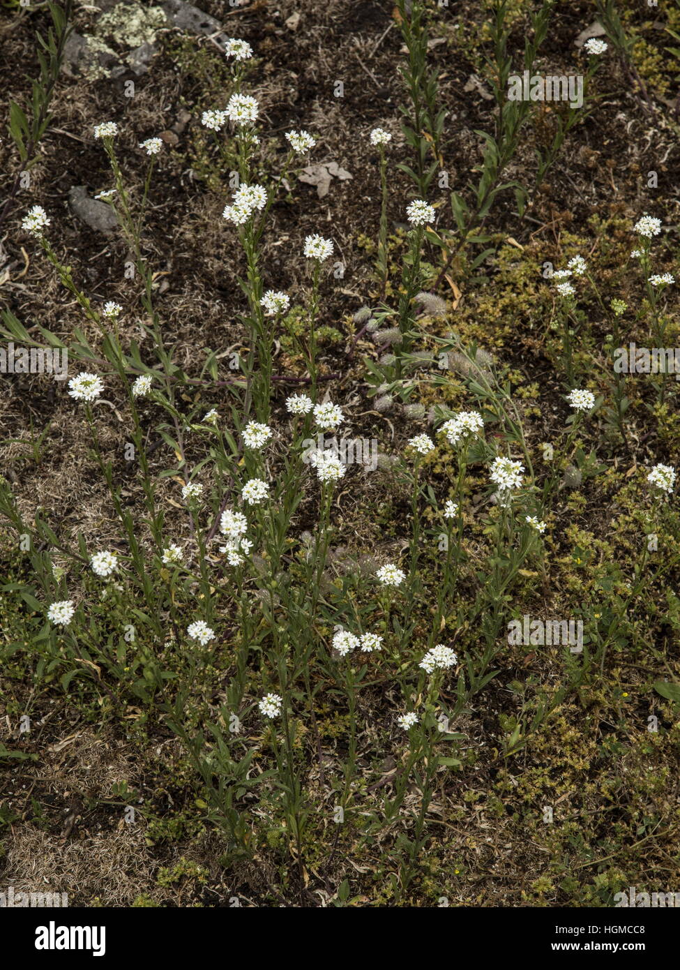Alison, canosos Berteroa incana en flor. Hierba común en Europa. Foto de stock