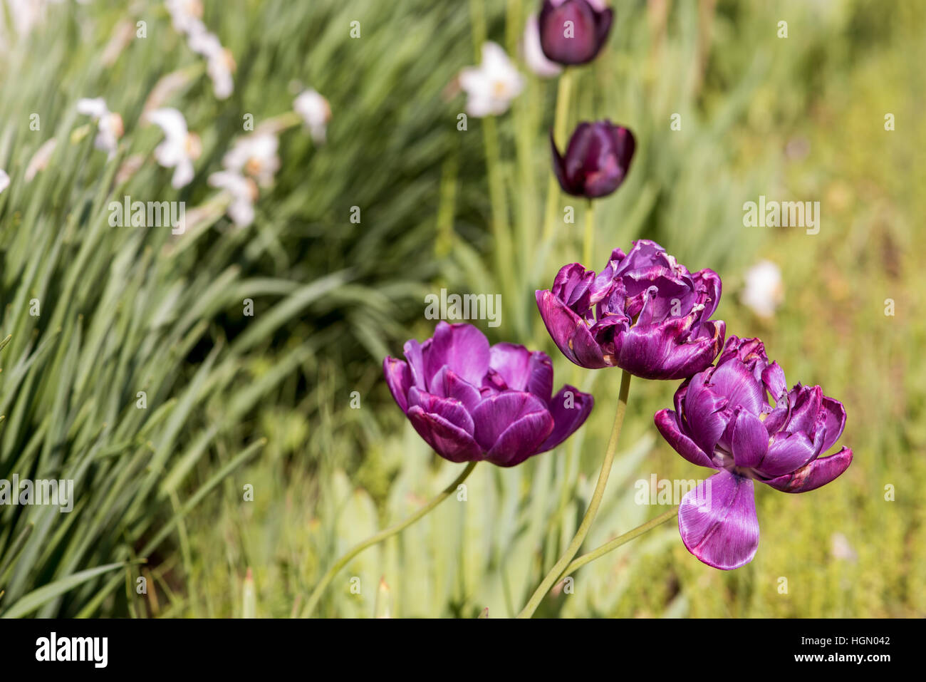 Purple tulip garden en luz natural Foto de stock