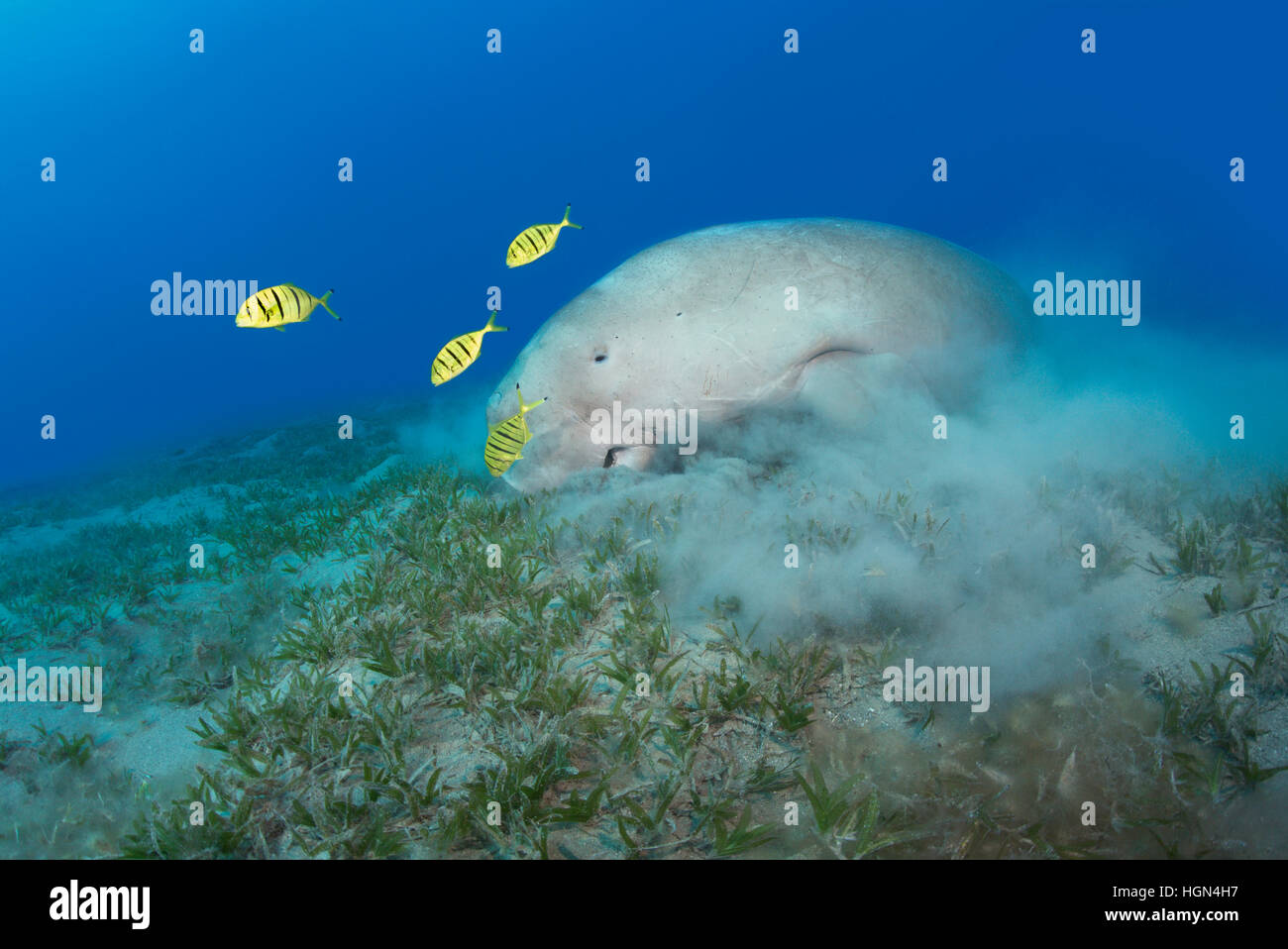 Dugong dugon - un mamífero marino de tamaño mediano del orden Sirenia está alimentando en la zona de pastos marinos poco profundos en el Mar Rojo. Foto de stock