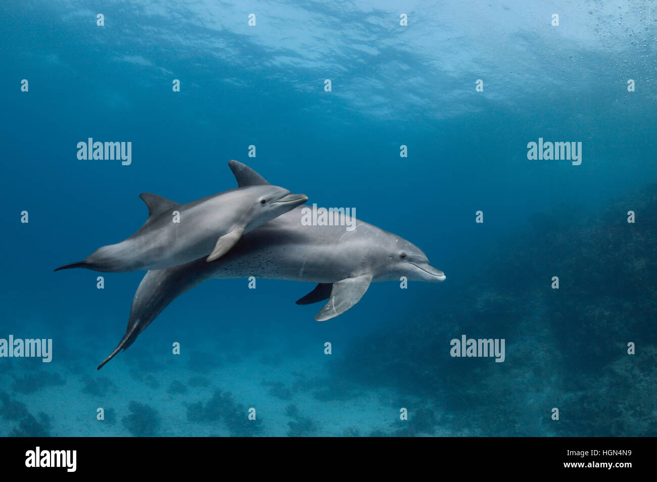 Dos comodines del delfín mular (Tursiops aduncus) - la madre y el bebé están nadando en las aguas cristalinas del mar Foto de stock