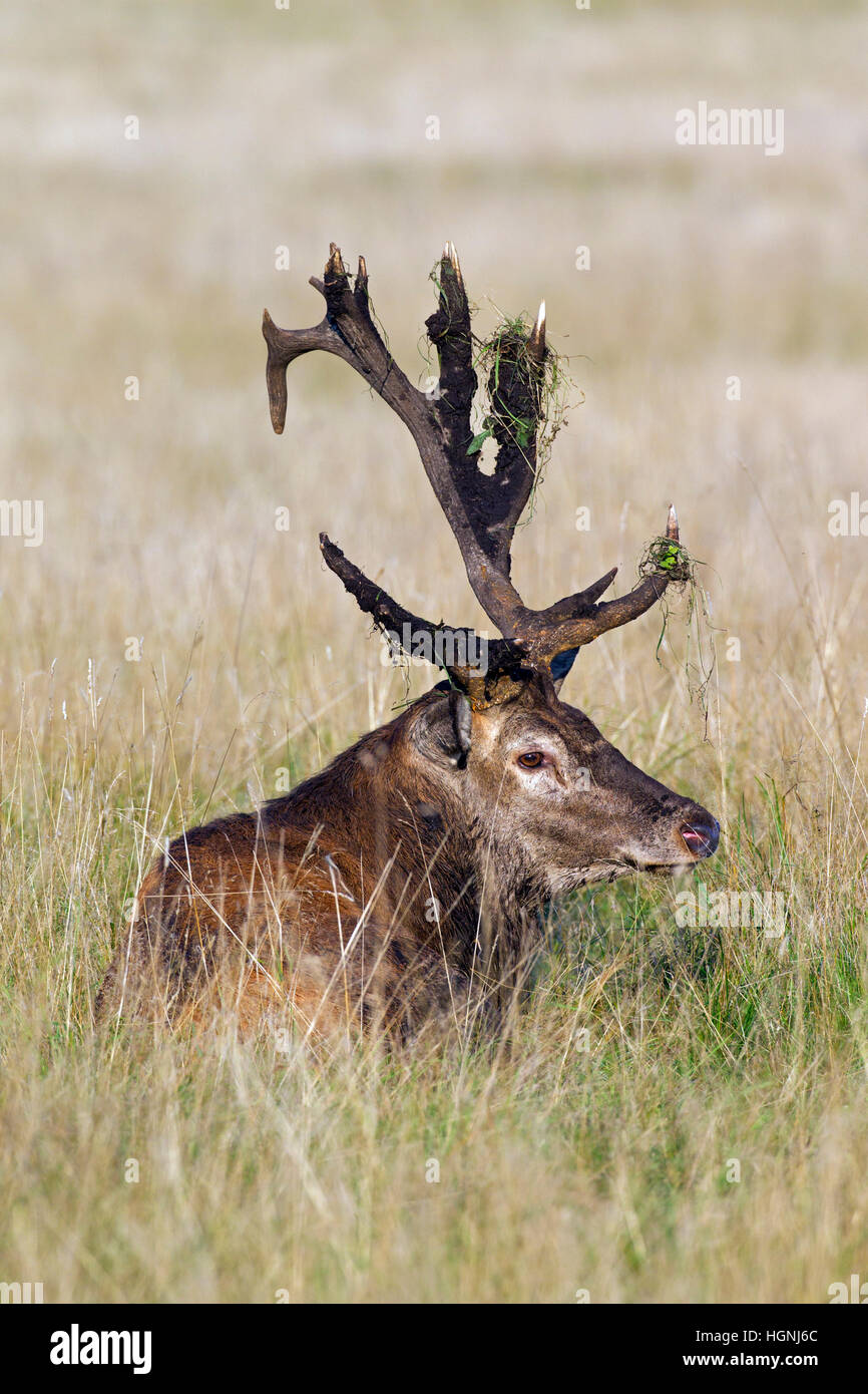 Ciervo rojo (Cervus elaphus) ciervo con astas rotas cubierto de barro descansando en los prados durante la rutina en otoño Foto de stock
