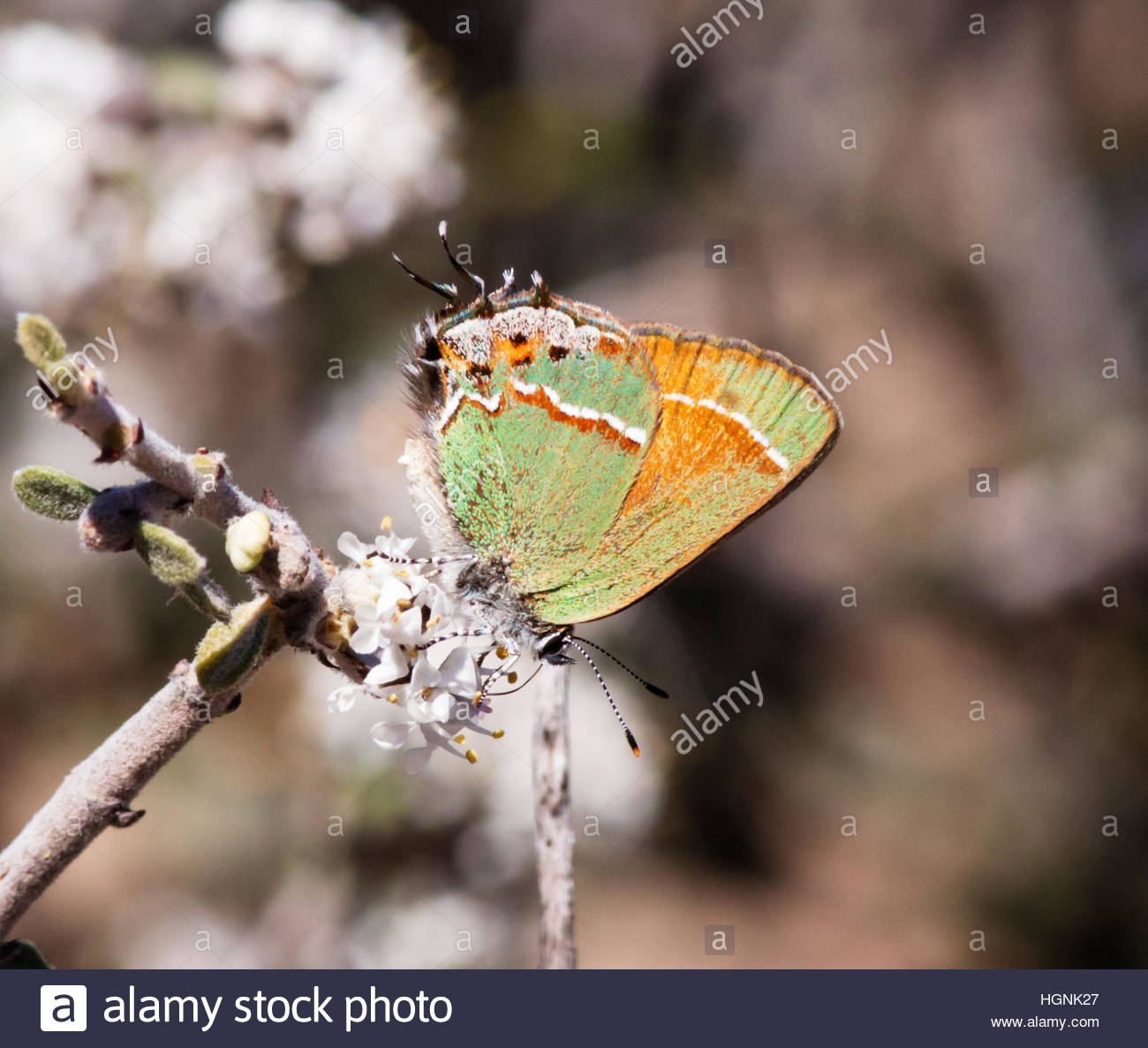 Siva Juniper Hairstreak Callophrys gryneus Arizona Foto de stock