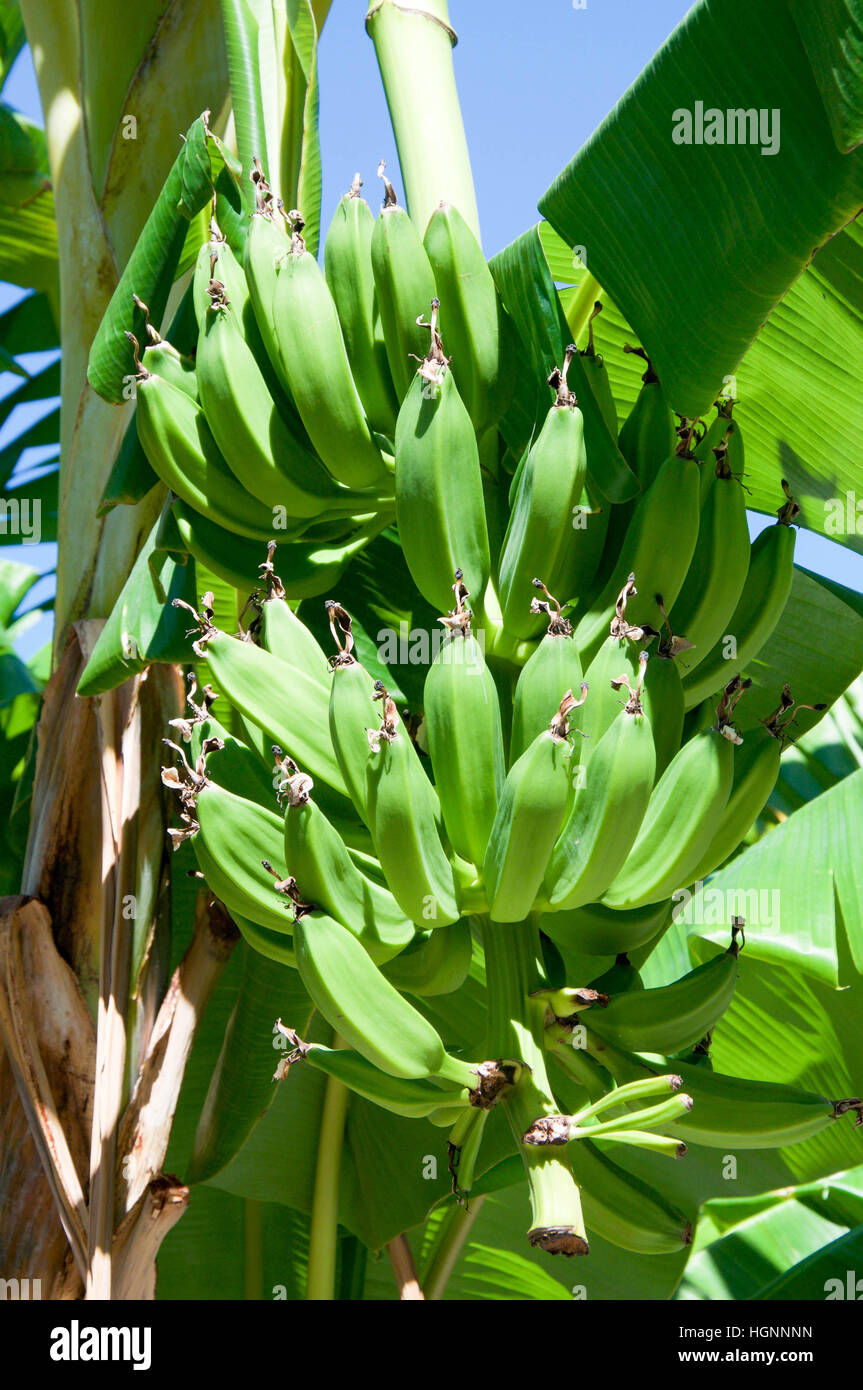 Racimos de plátanos colgando fotografías e imágenes de alta resolución