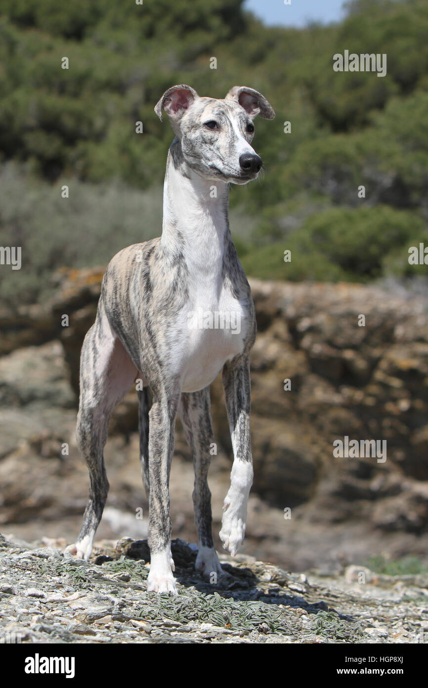 Perro Whippet (Galgo Inglés) adulto en miniatura de pie sobre una roca  Fotografía de stock - Alamy