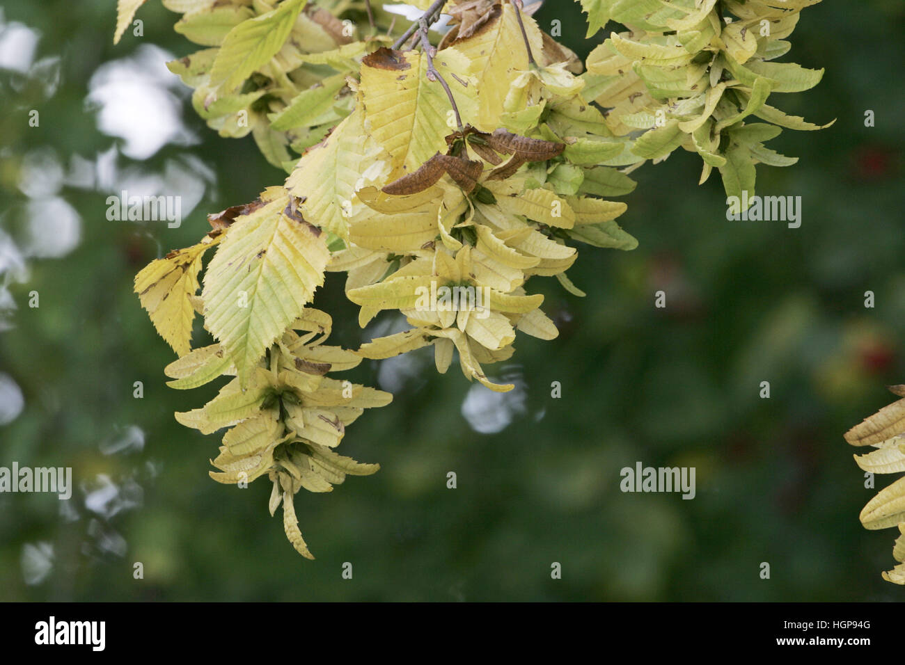 carpinus betulus hornbeam bracts fotografías e imágenes de alta