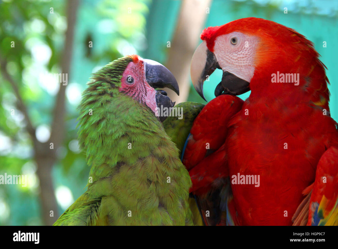 Amor, un guacamayo rojo y un loro verde busca amorosamente el uno hacia el otro y habla, Roatán, Honduras, América Central y el Caribe. Foto de stock
