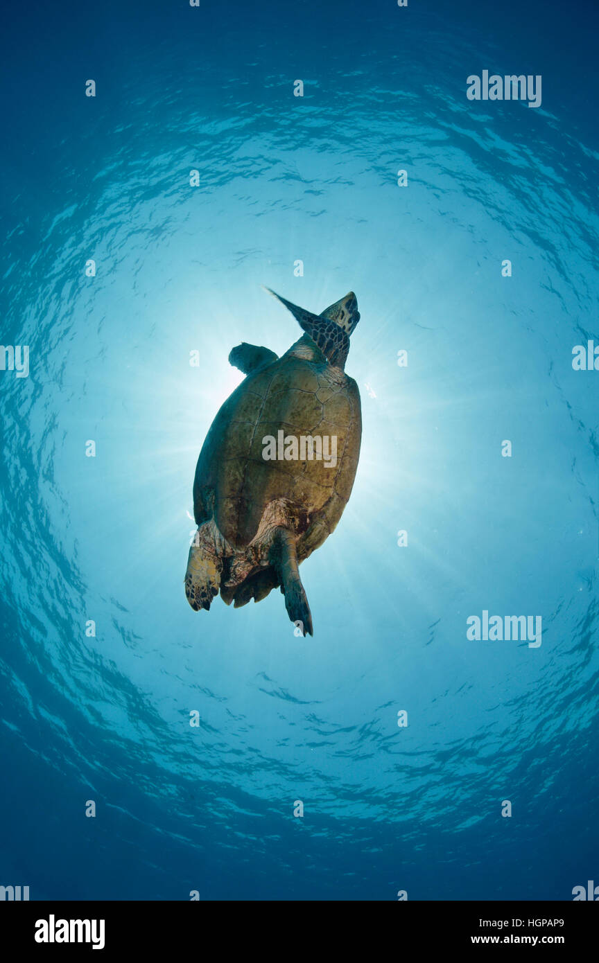 Una tortuga carey (Eretmochelys imbricata) es nadar a la superficie para respirar un poco de aire en las claras aguas azules del Mar Rojo. Foto de stock
