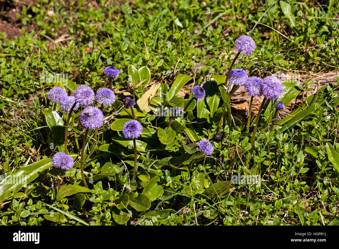 De tallo deshojado globularia Globularia nudicaulis Vercors Parque Natural Regional de Vercors, Francia, mayo de 2015 Foto de stock