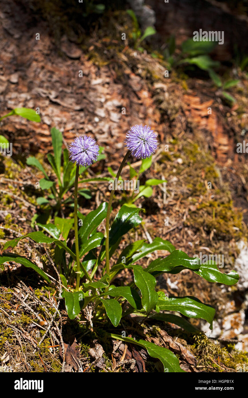 De tallo deshojado globularia Globularia nudicaulis Vercors Parque Natural Regional de Vercors, Francia, mayo de 2015 Foto de stock