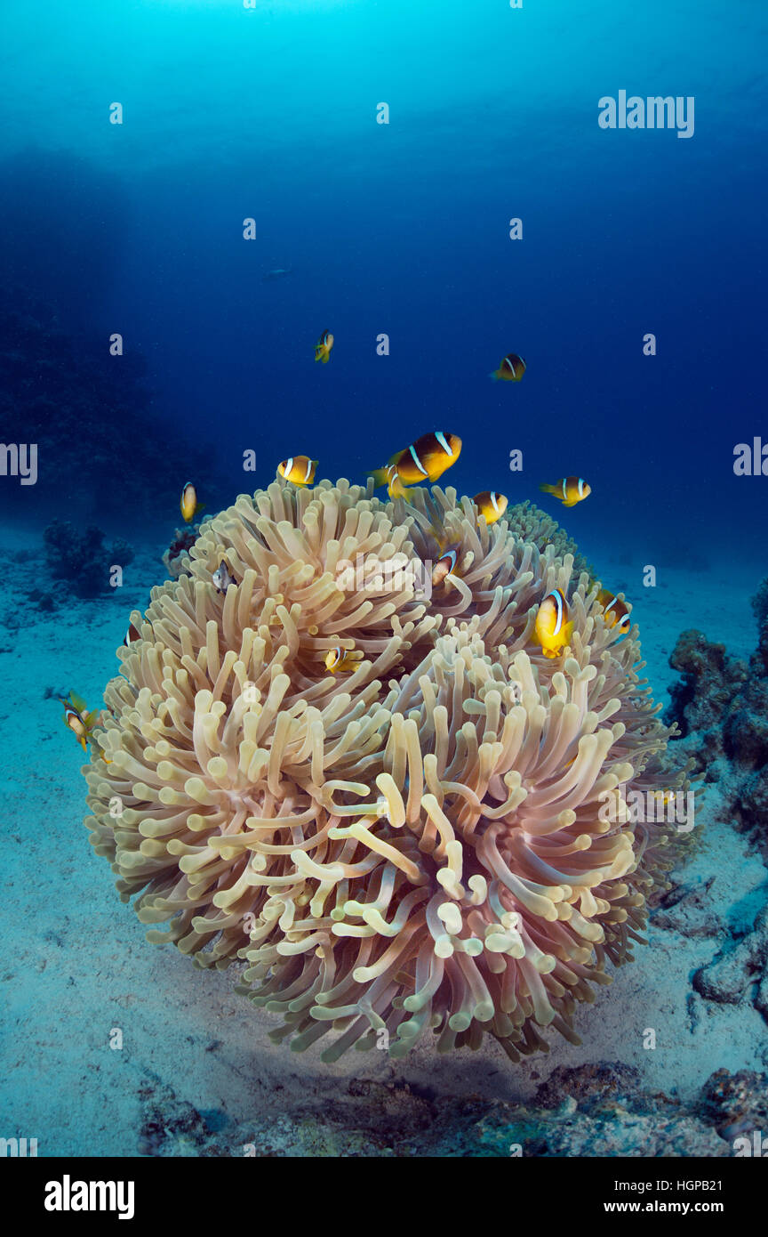 Una gran escuela de Mar Rojo anemonefish en la anémona magnífica en la parte inferior junto a la anémona llamada Ciudad de arrecife. Foto de stock