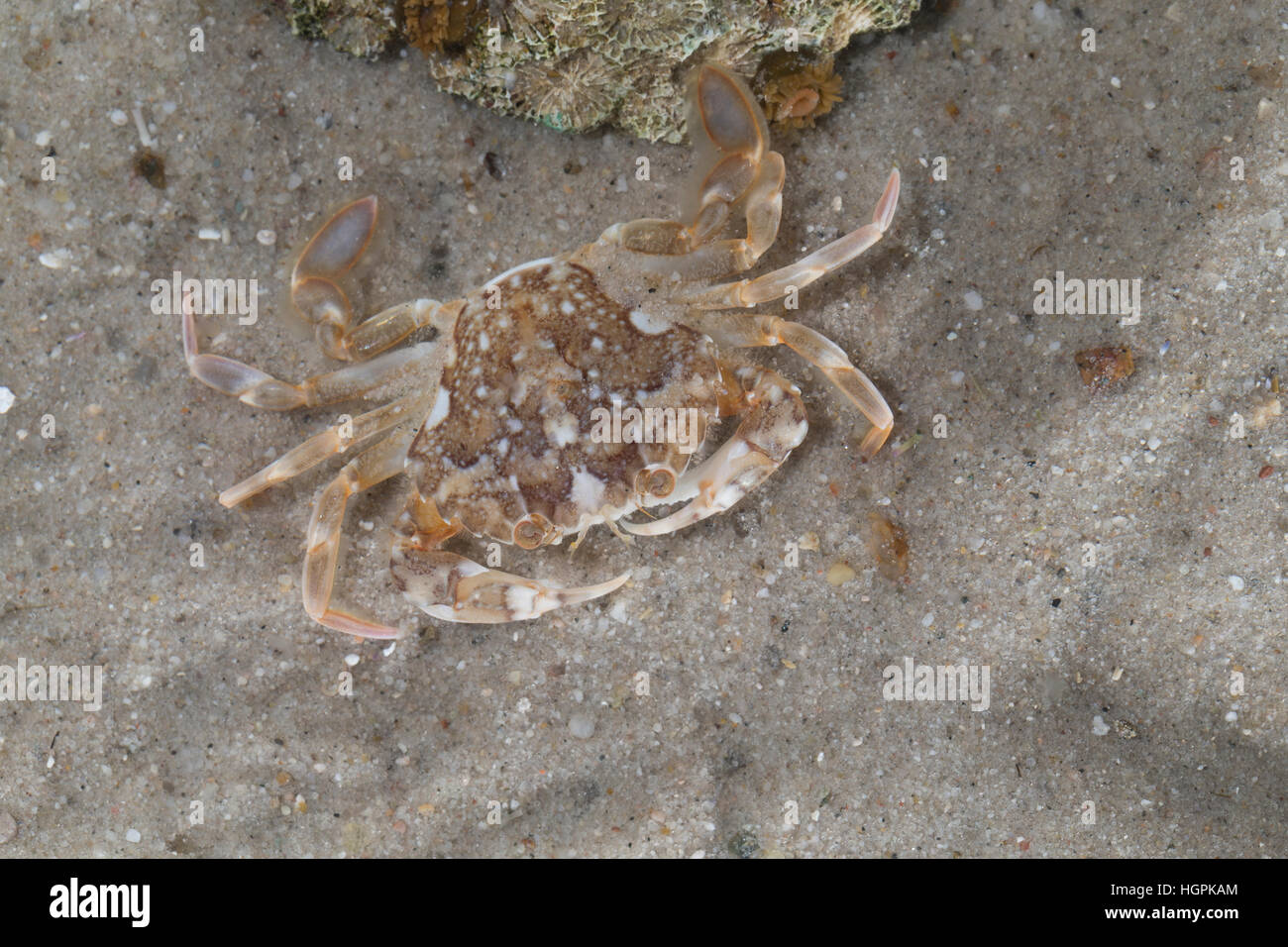 Marmorierte Schwimmkrabbe, Liocarcinus marmoreus, Portunus marmoreus