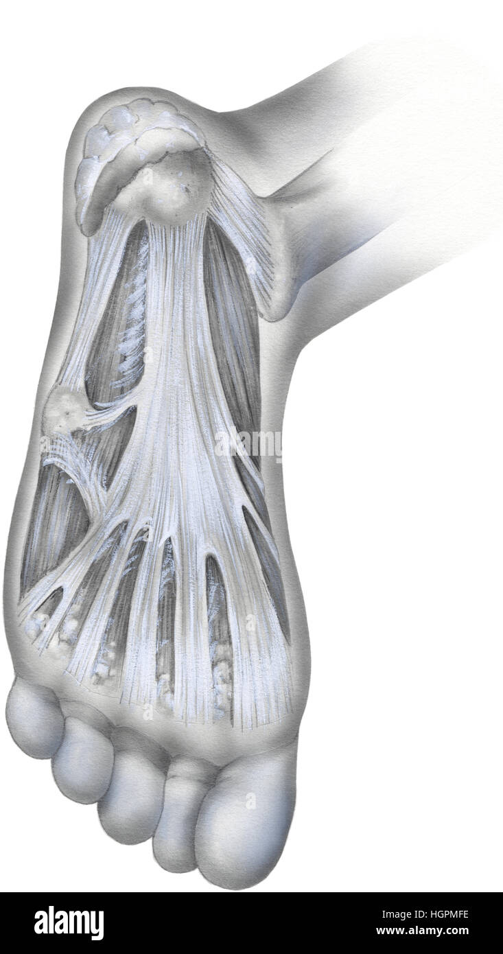 Parte inferior de un pie humano normal. Muestra la fascia plantar es una banda de tejido fibroso en la planta del pie que ayuda a apoyar el arco. F plantares Foto de stock