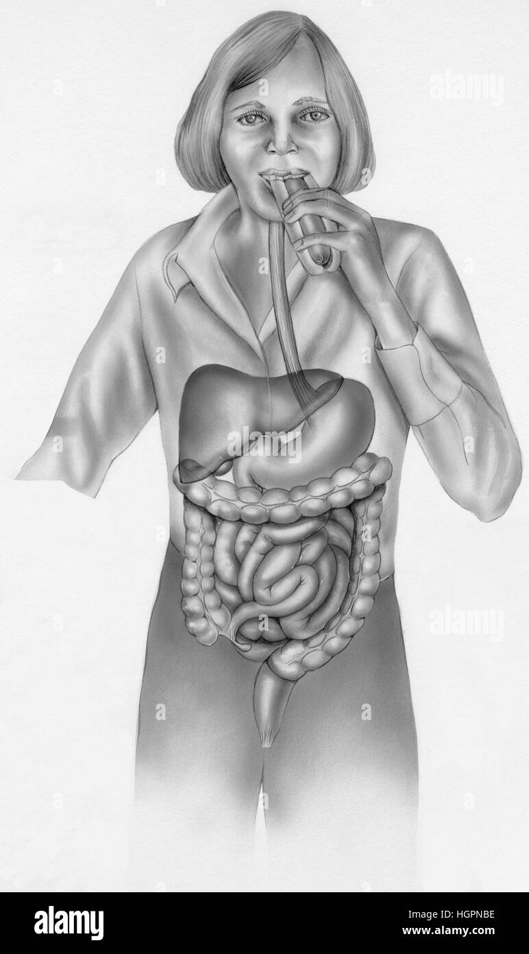 Anatomía de la mujer en la vida cotidiana 5 - El sistema digestivo. Mostrados son el esófago, el hígado, la vesícula biliar,duodeno,trnasverse colon, colon ascendente,pequeña Foto de stock