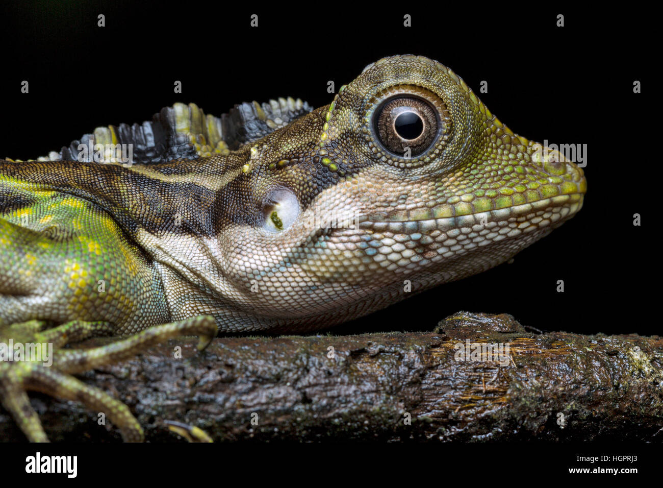Gran Lagarto Anglehead (Gonocephalus grandis) Foto de stock