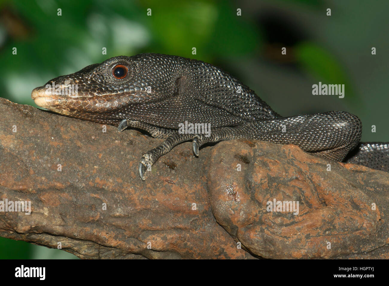 Reducción Hermana Amabilidad Jaula de lagartos fotografías e imágenes de alta resolución - Página 3 -  Alamy