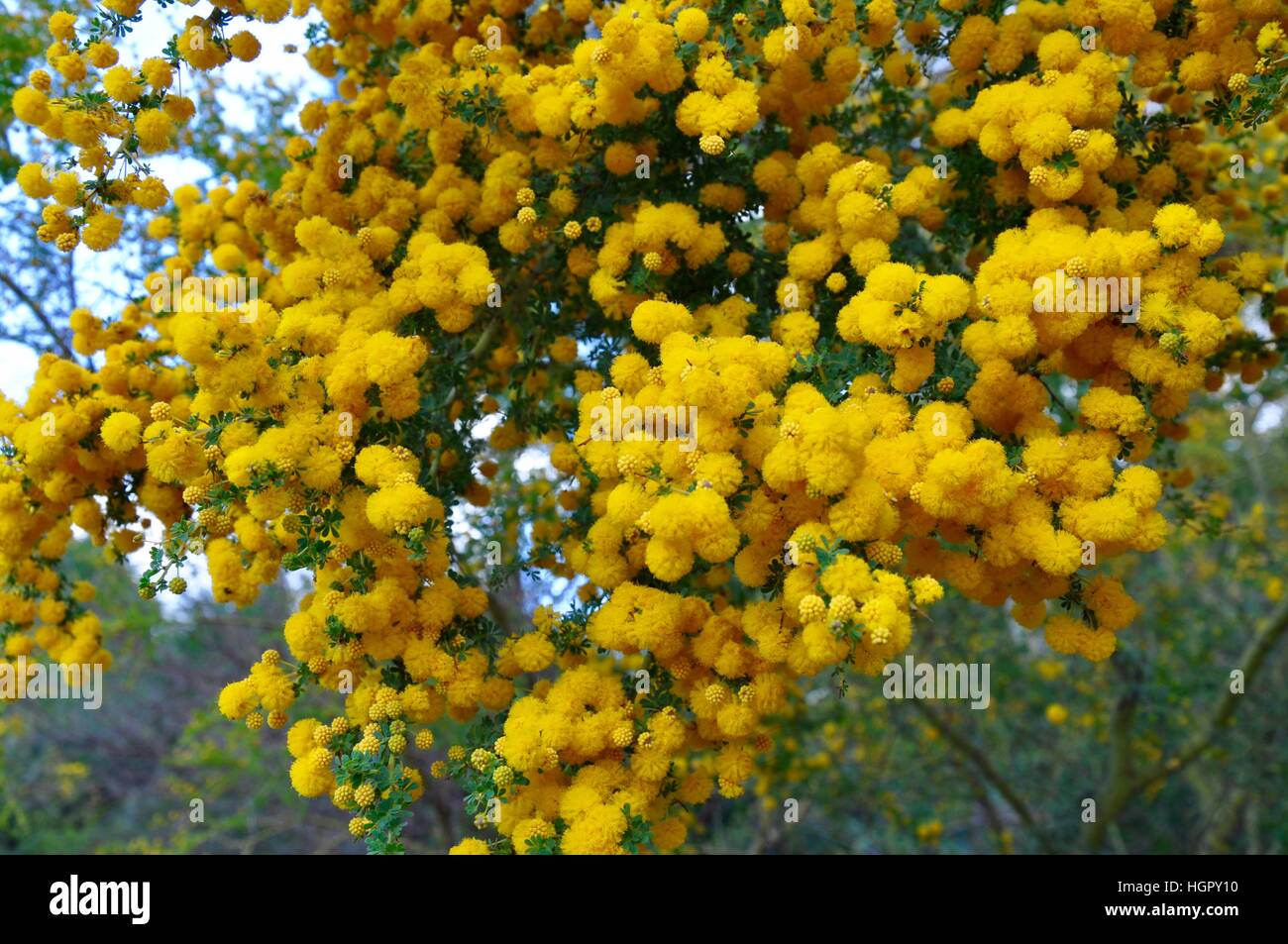 Los racimos de oro, o ACACIA acacia, con bola brillante-como las flores  amarillas en el oeste de Australia Fotografía de stock - Alamy