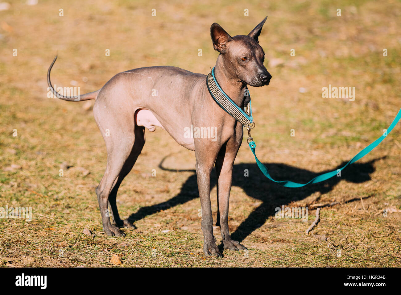 Xolo the dog fotografías e imágenes de alta resolución - Alamy