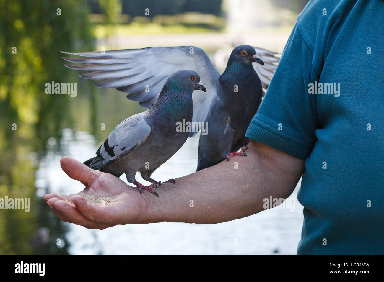 Viejo hombre es pasar su tiempo libre en el parque, dándole de comer a las palomas Foto de stock