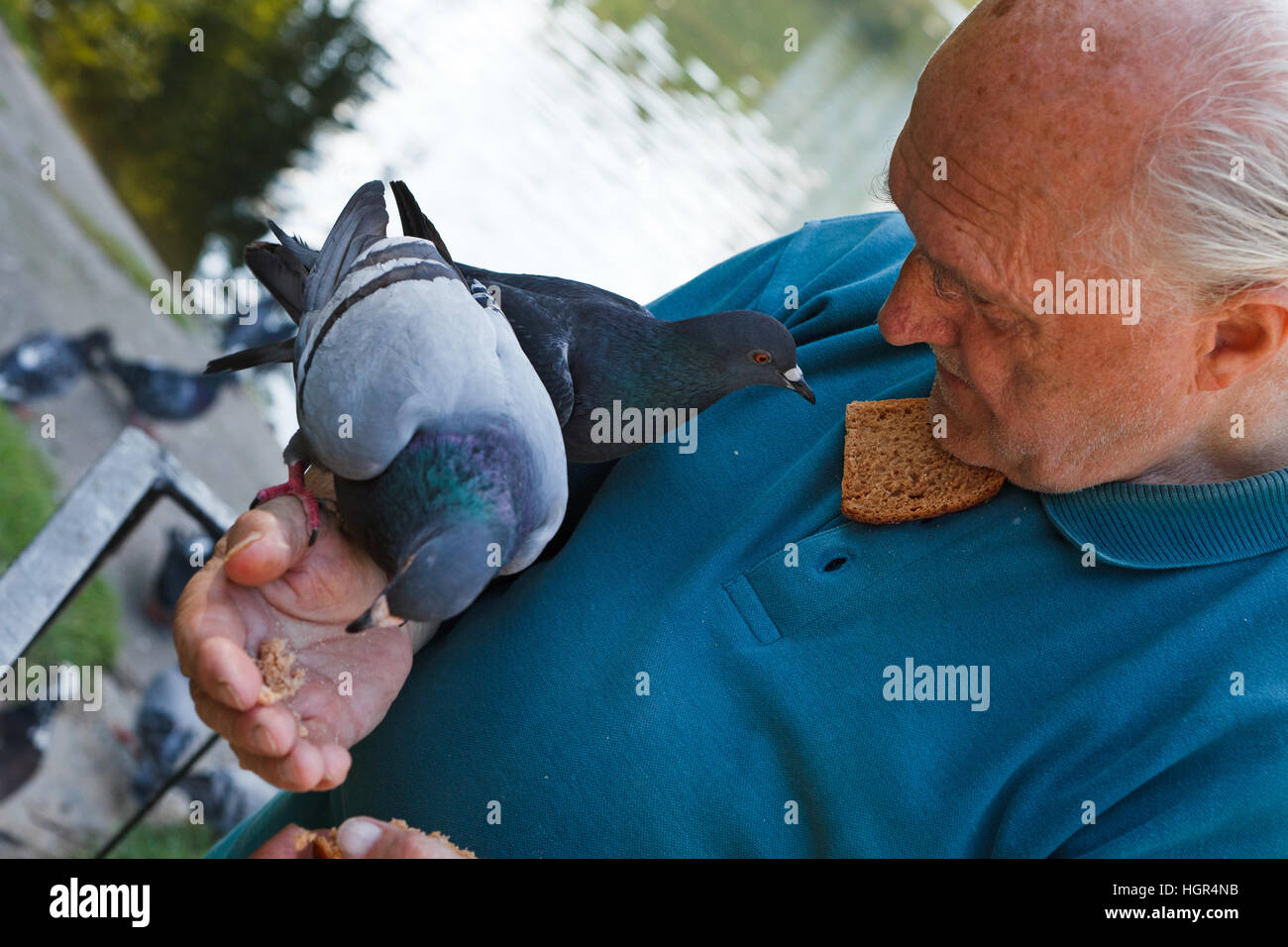 Viejo hombre es pasar su tiempo libre en el parque, dándole de comer a las palomas Foto de stock
