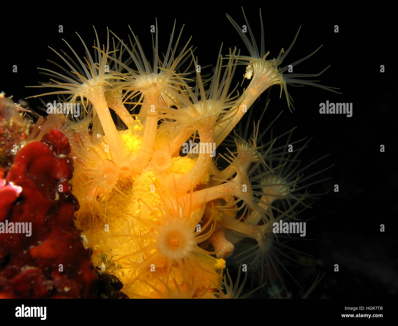 Filmación subacuática de anémona incrustante amarilla, Gelbe Krustenanemone Parazoanthus axinellae, en el mar Adriático Croacia Foto de stock