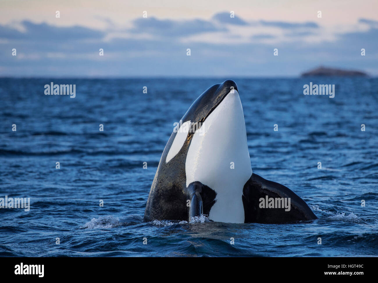 Orca (Orcinus orca), spyhopping, Kaldfjorden, Noruega Foto de stock