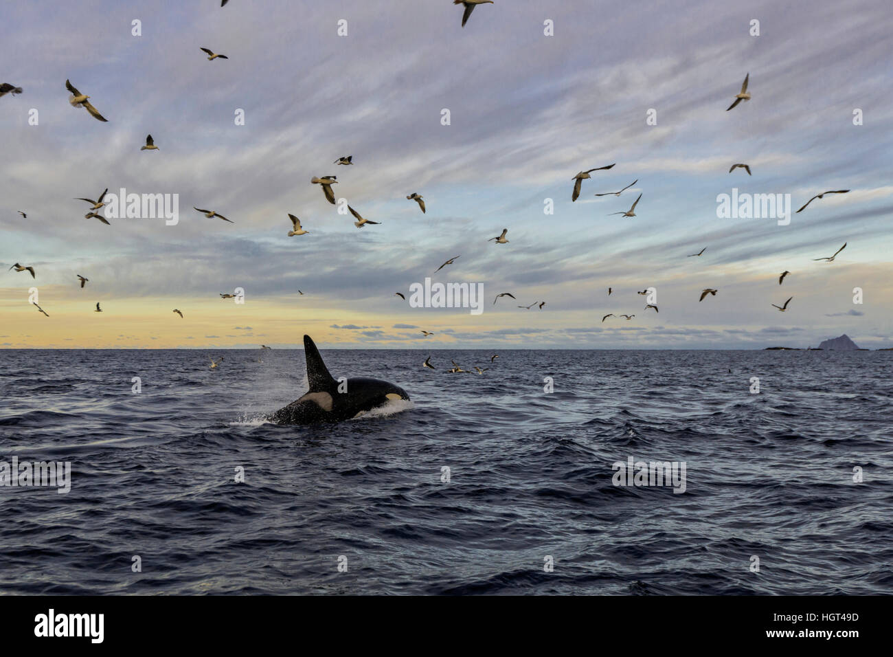 Gaviotas (Laridae) volando por encima de orca (Orcinus orca), Kaldfjorden, Noruega Foto de stock