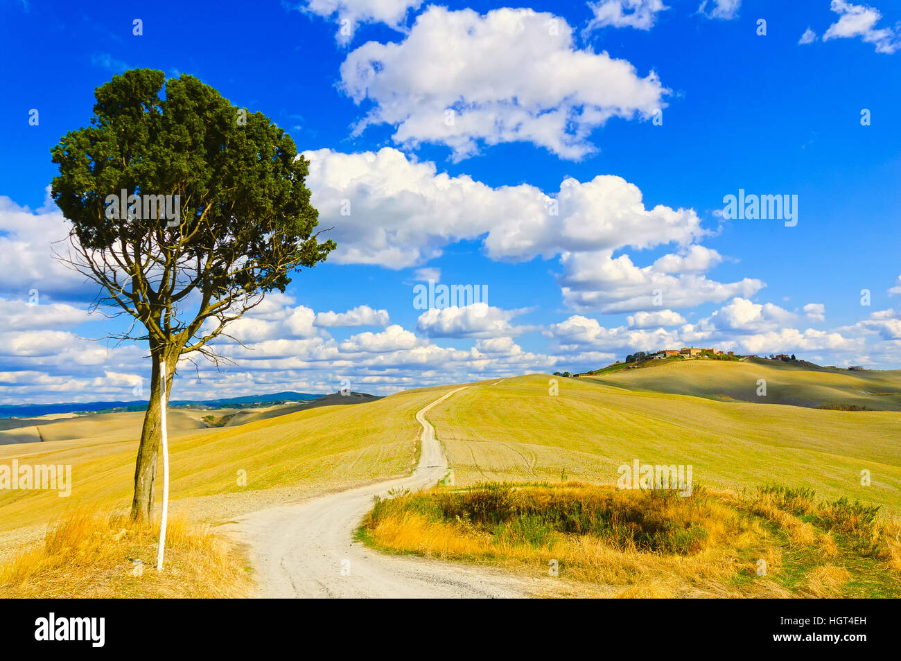 Toscana, solitario árbol blanco y carretera rural. Siena, Valle de Orcia, Italia, Europa. Foto de stock