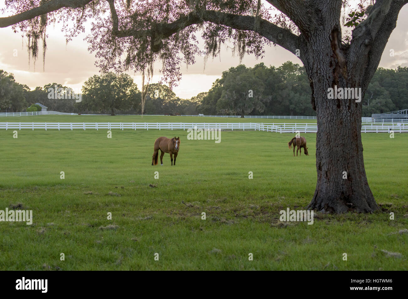 Granja de caballos pastoral scenic al atardecer Foto de stock