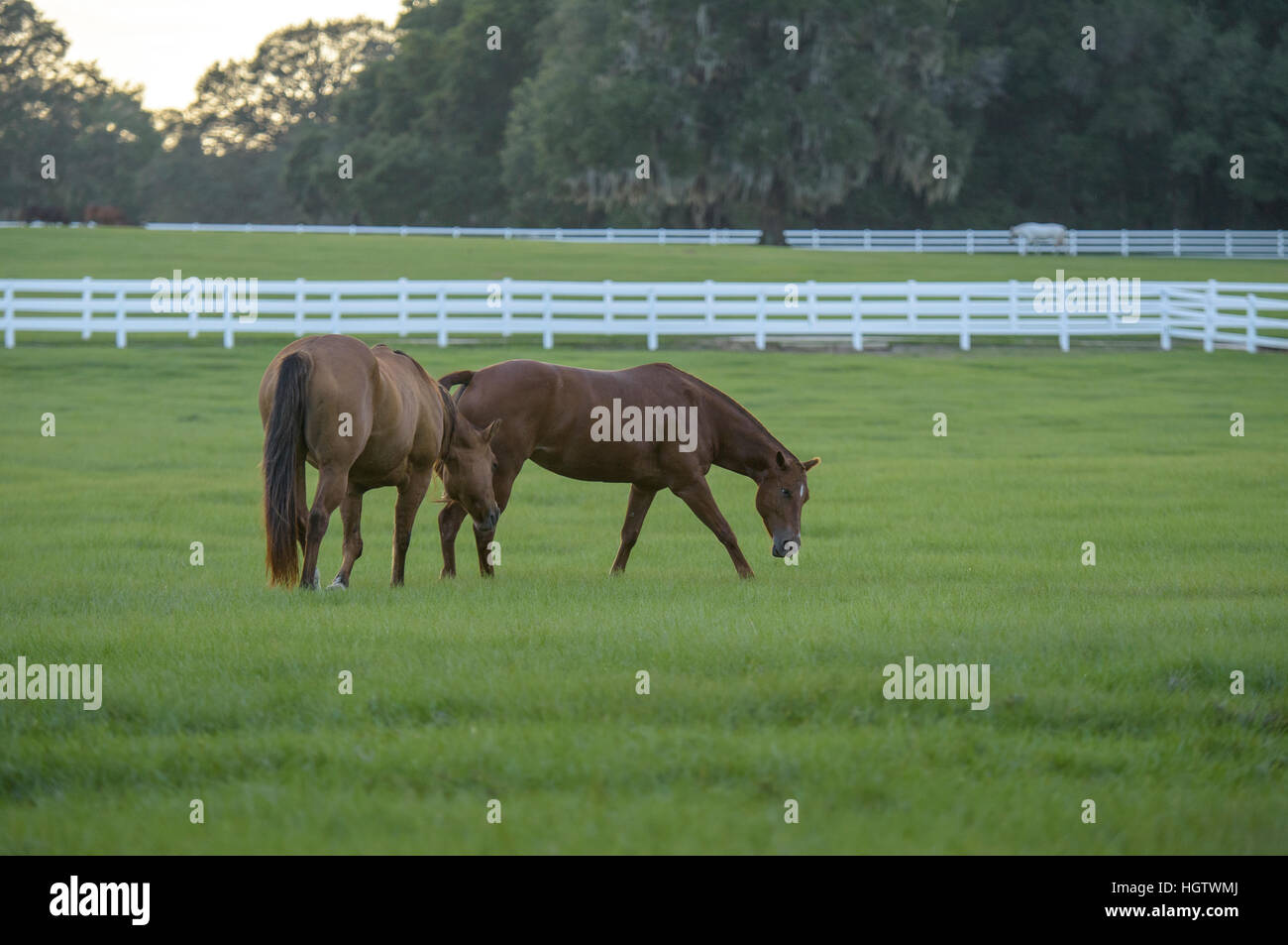 Granja de caballos pastoral scenic al atardecer Foto de stock