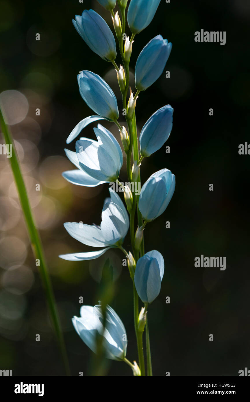 Delicados pétalos azul de una planta de maíz, Lily, Ixia, flor en un jardín. Foto de stock