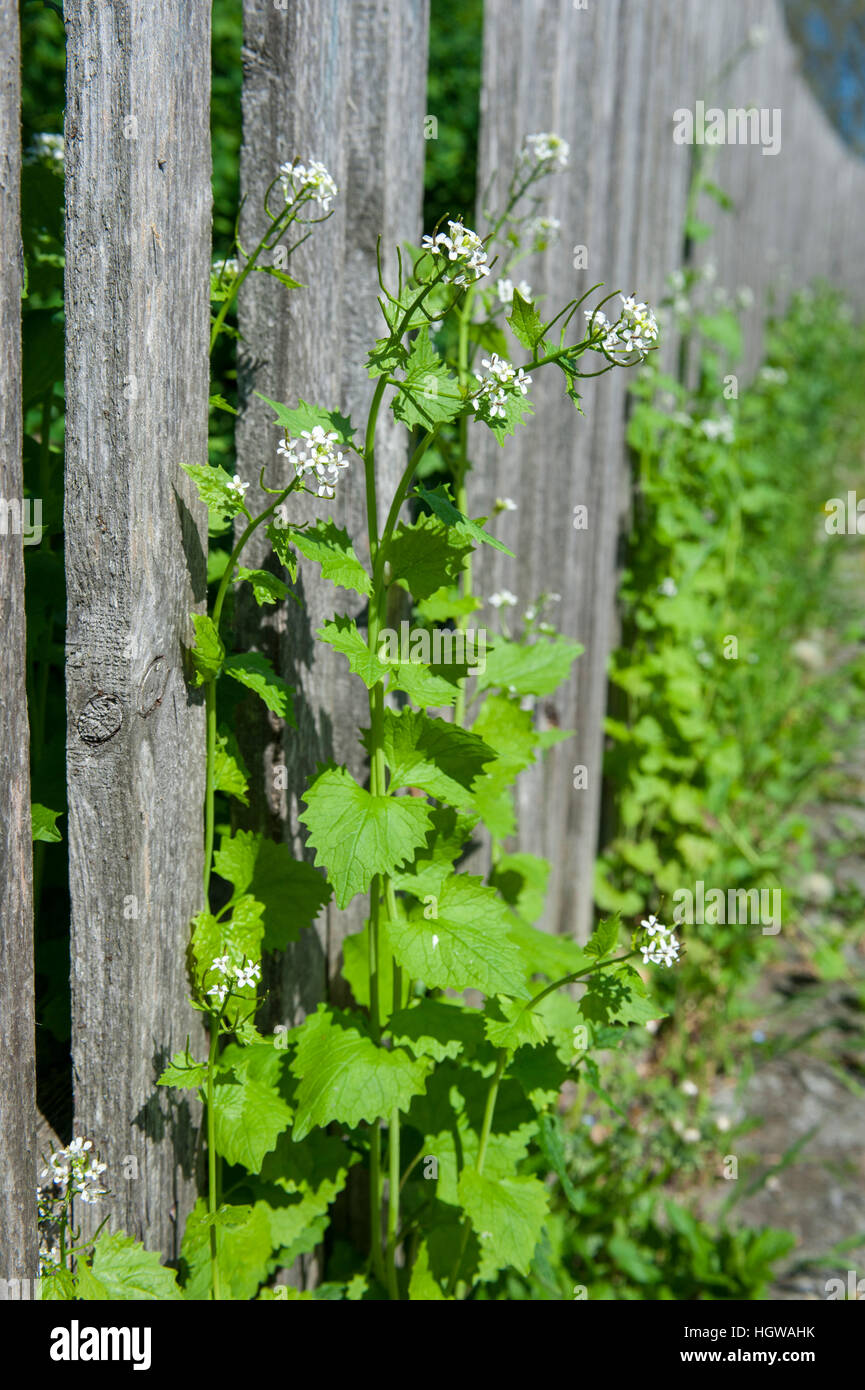 Planta bienal, Heilbronn-Franconia, Baden-Wuerttemberg, Schwaebisch Hall, Alemania (Alliaria petiolata) Foto de stock