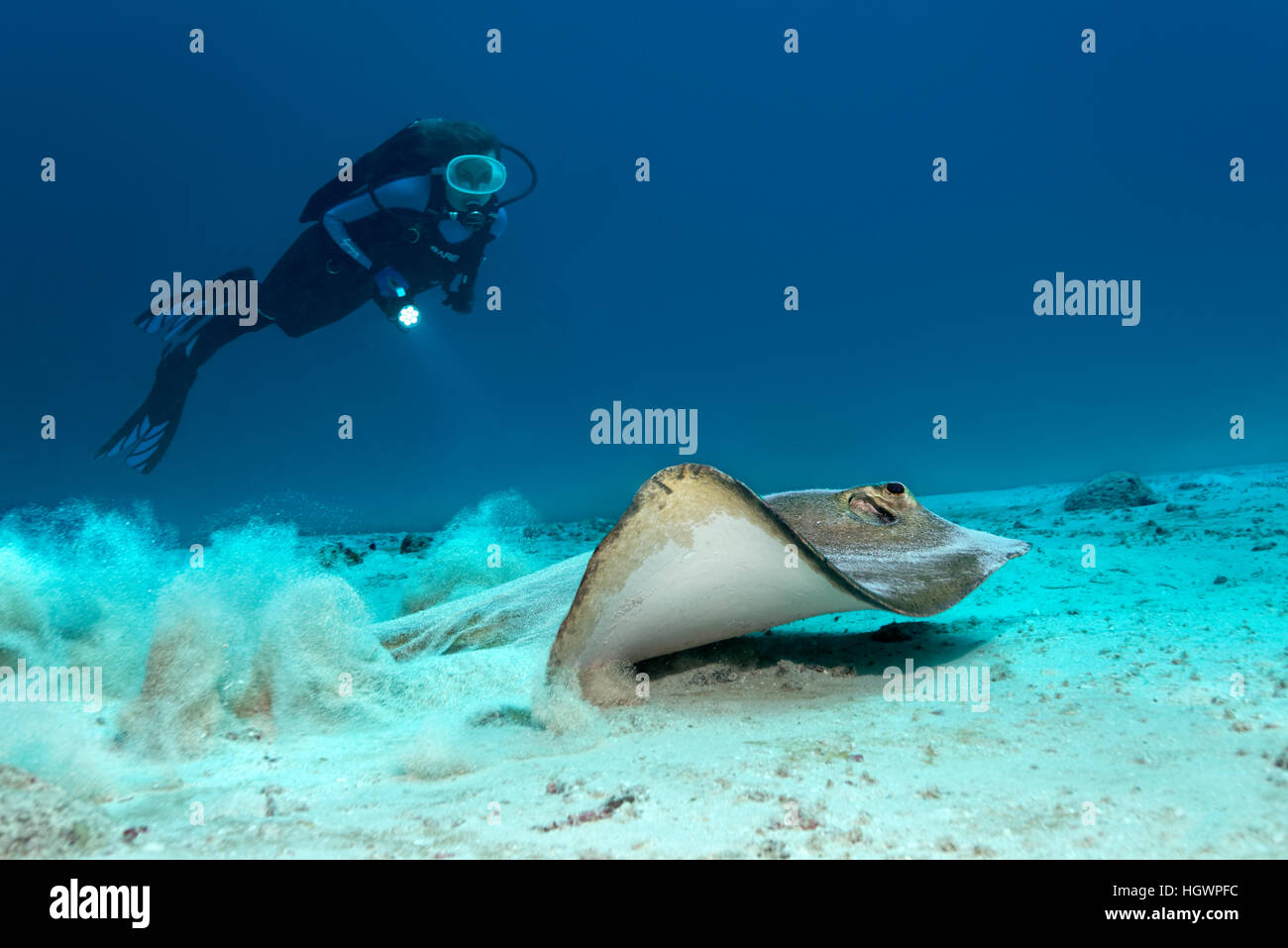 Sephen pastinachus Cowtail (raya), nadar en el océano de arena, diver observando, LHAVIYANI ATOLL, Maldivas Foto de stock