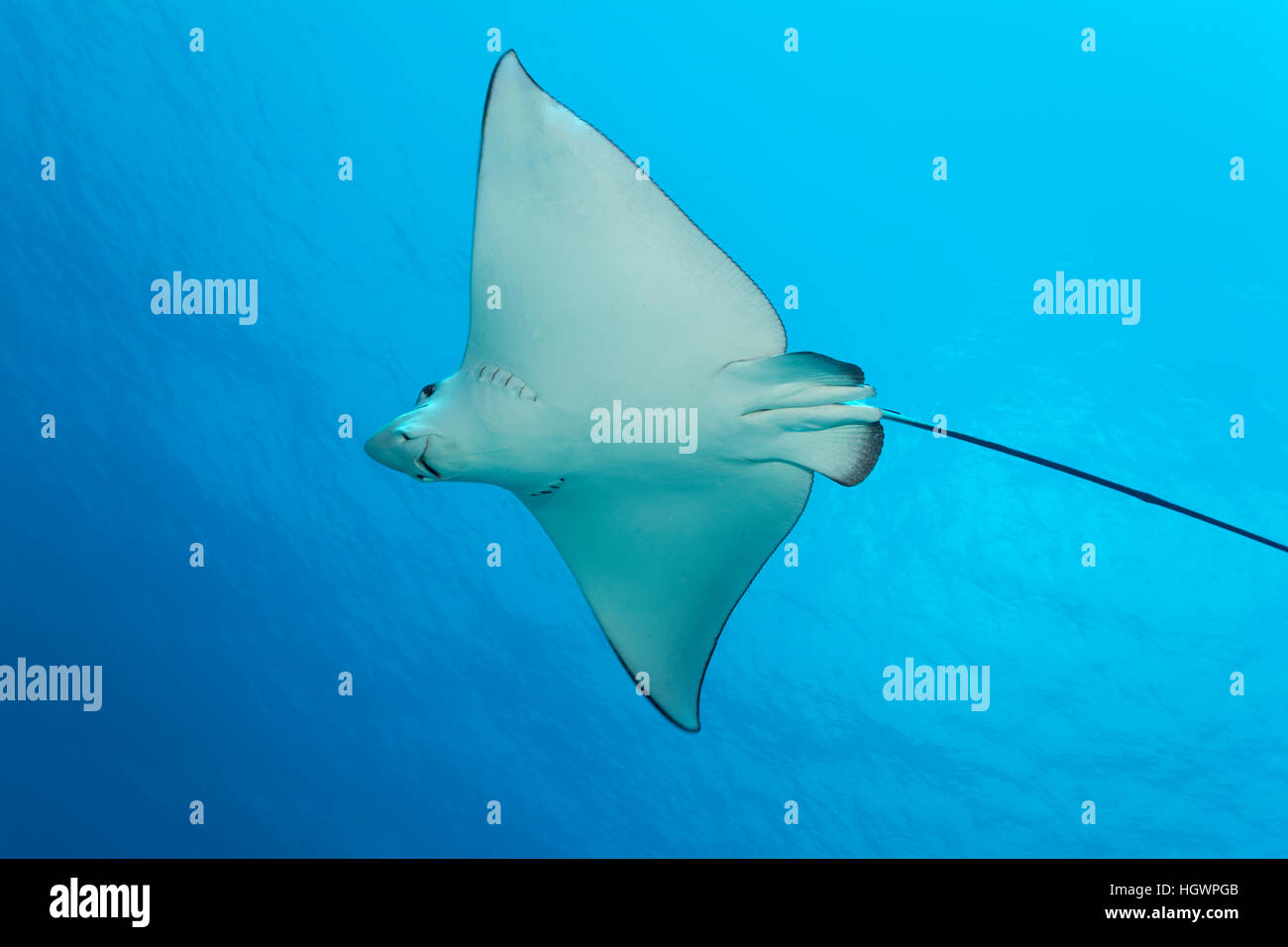 Rayo de águila manchado (Aetobatus narinari), nadar en el océano, LHAVIYANI  ATOLL, Maldivas Fotografía de stock - Alamy