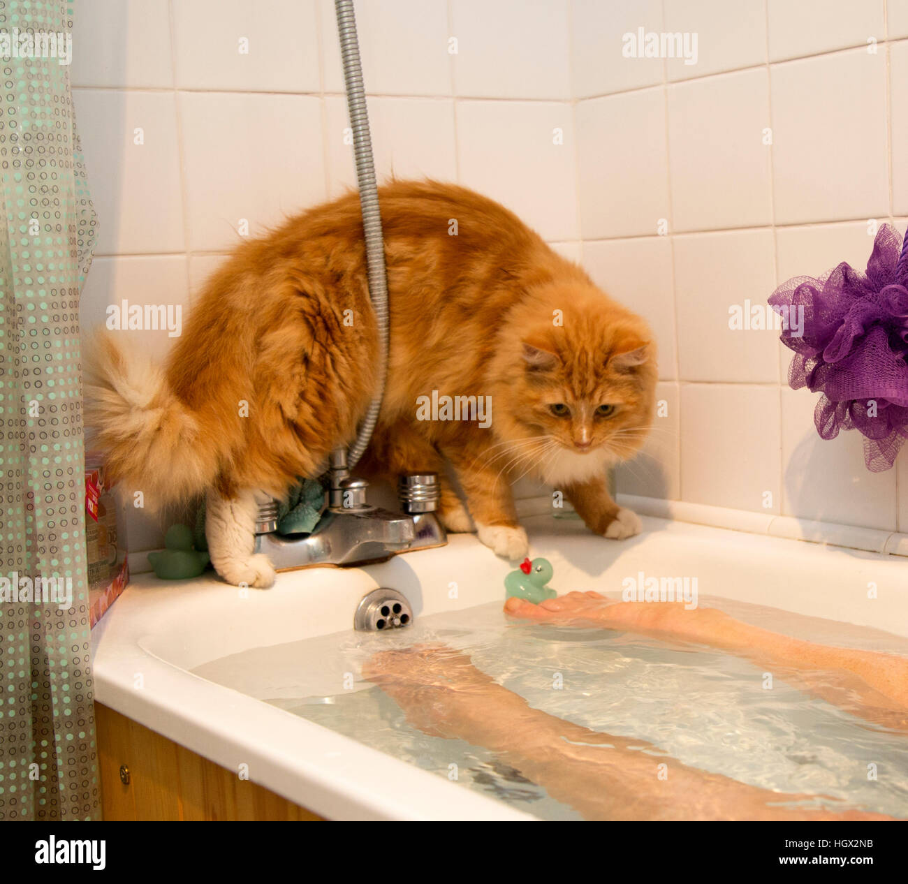 Un gatito de jengibre/cat equilibrios sobre el borde de la bañera, mientras que una mujer se baña. Foto de stock