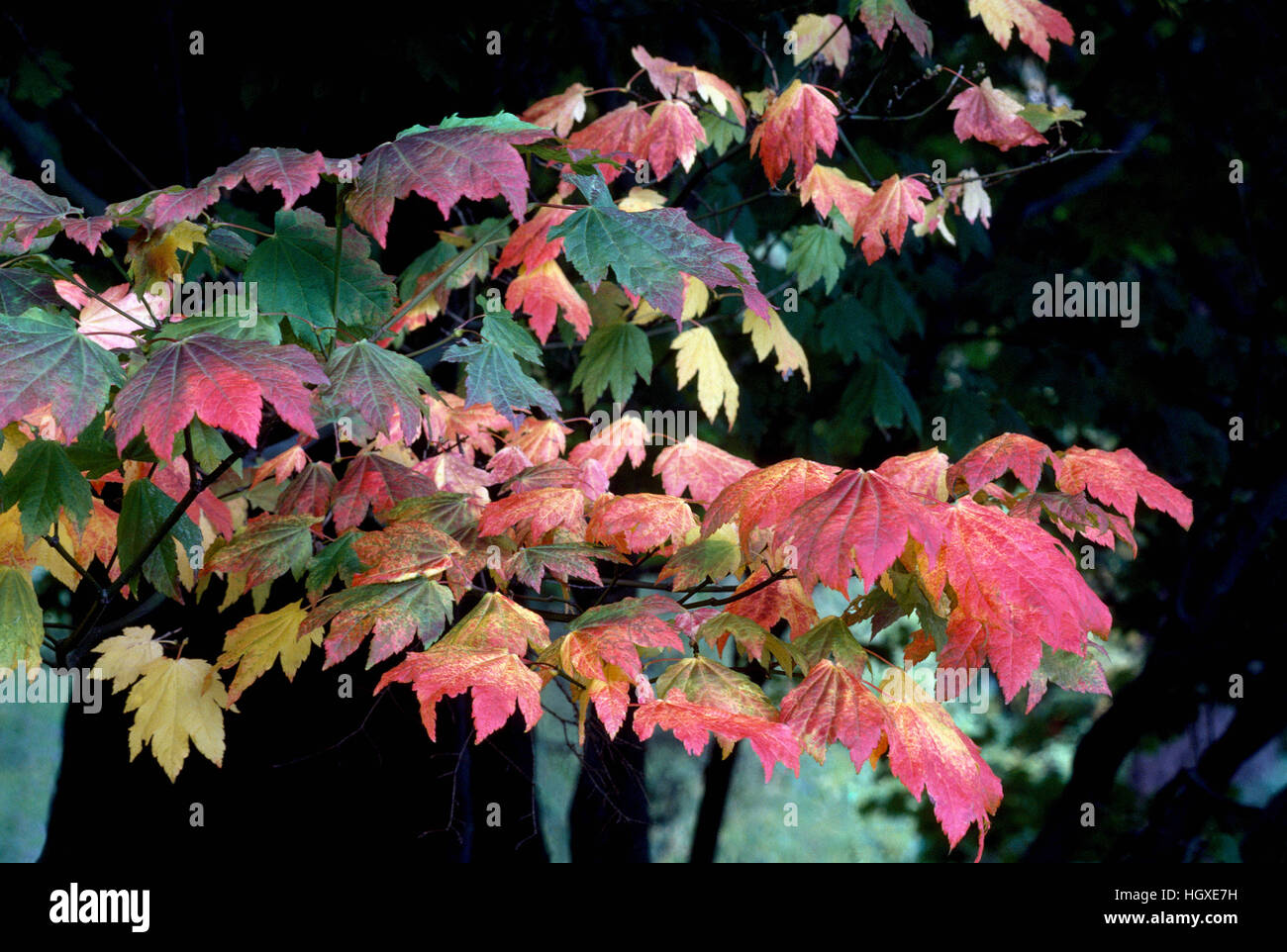 Hojas de Otoño - Hojas de arce en colores de otoño / colores Foto de stock