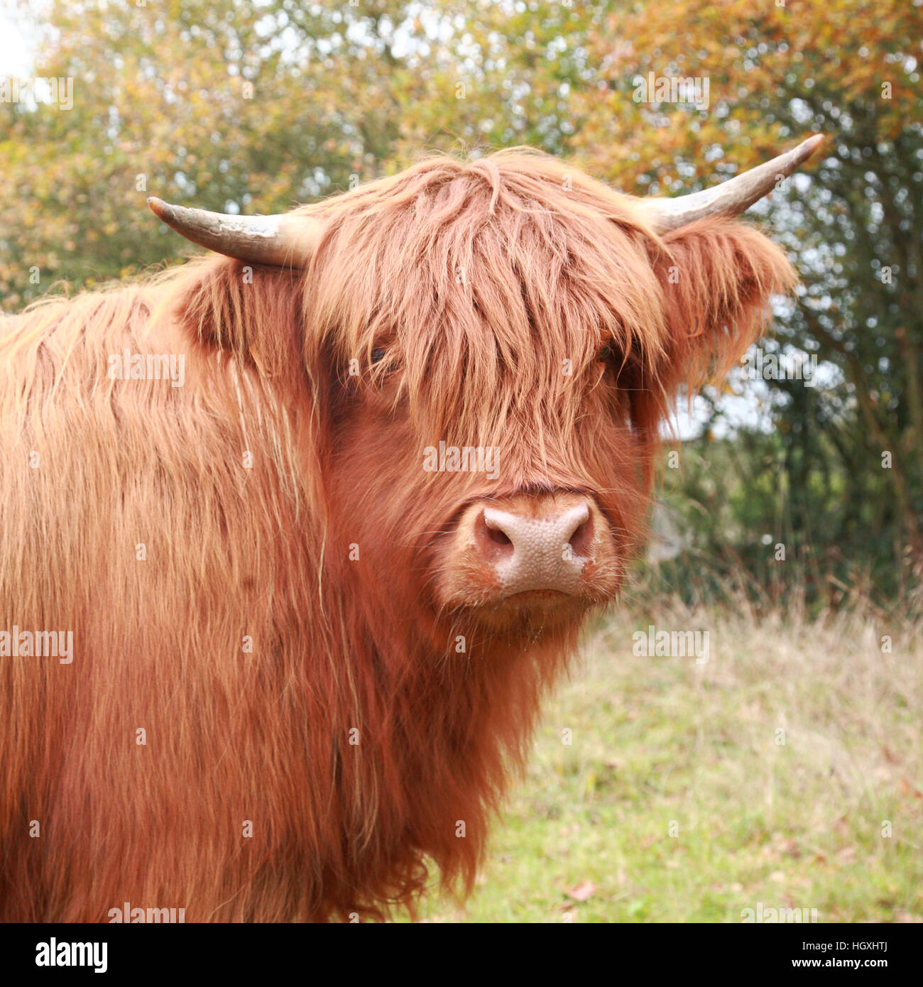Highland vaca en el prado en otoño Foto de stock