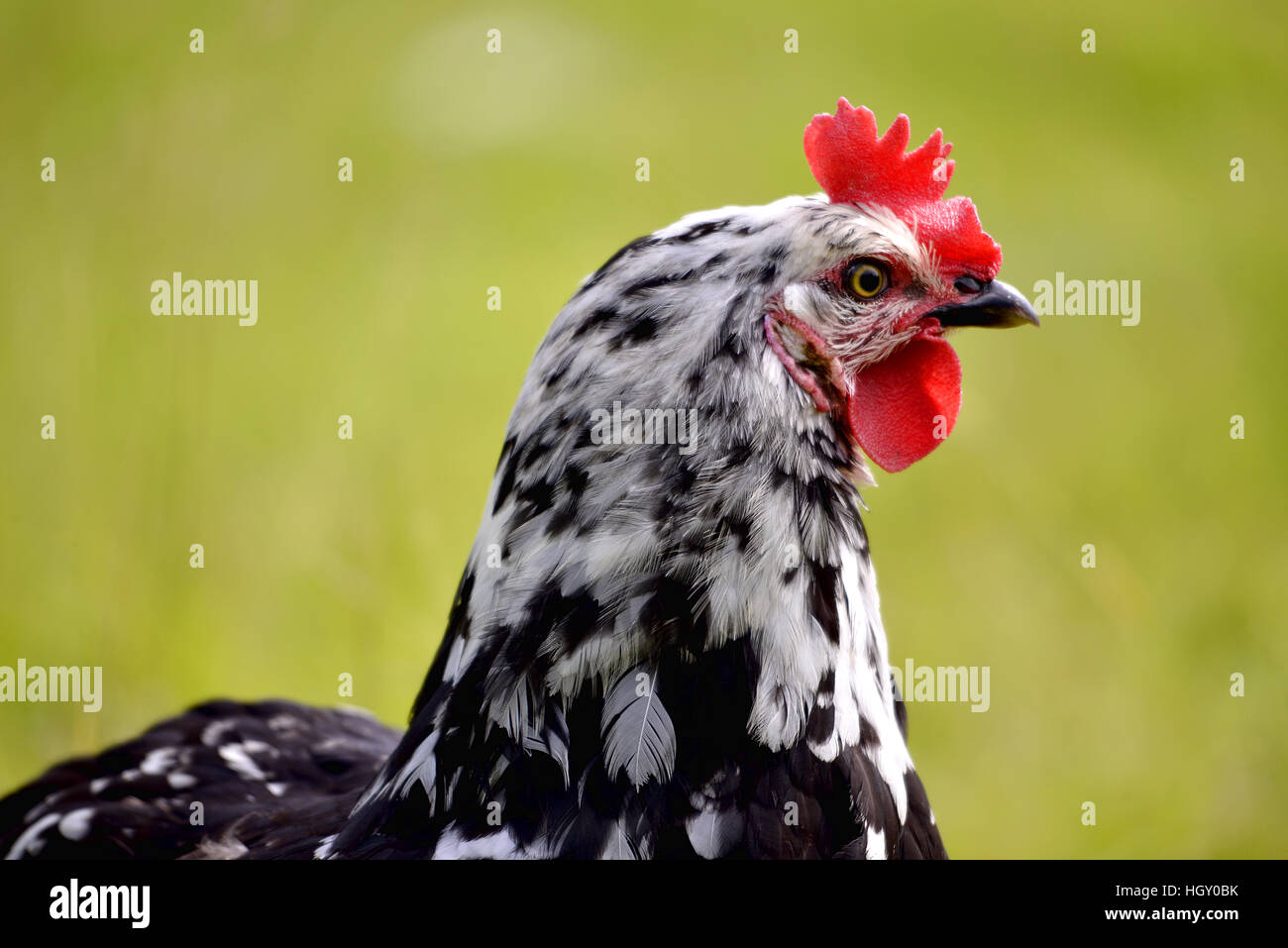 Retrato en blanco y negro gallina (Gallus) visto desde el perfil Foto de stock