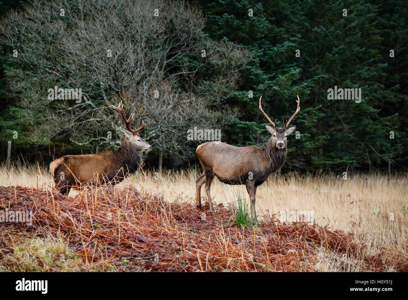 Ciervos en Escocia durante el invierno contra un fondo silvestre Foto de stock