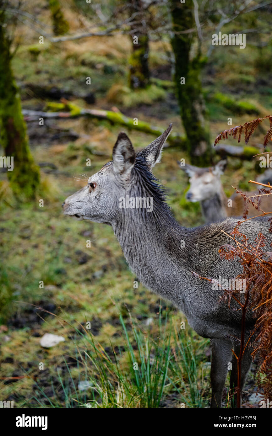 Ciervos en Escocia durante el invierno contra un fondo silvestre Foto de stock