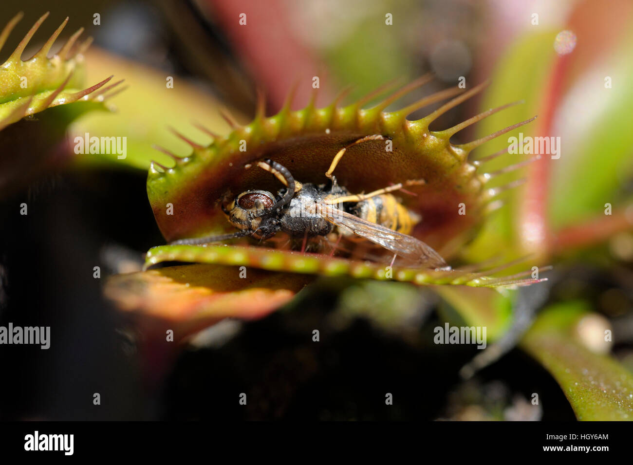 Dionaea muscipula - planta carnívora Foto de stock