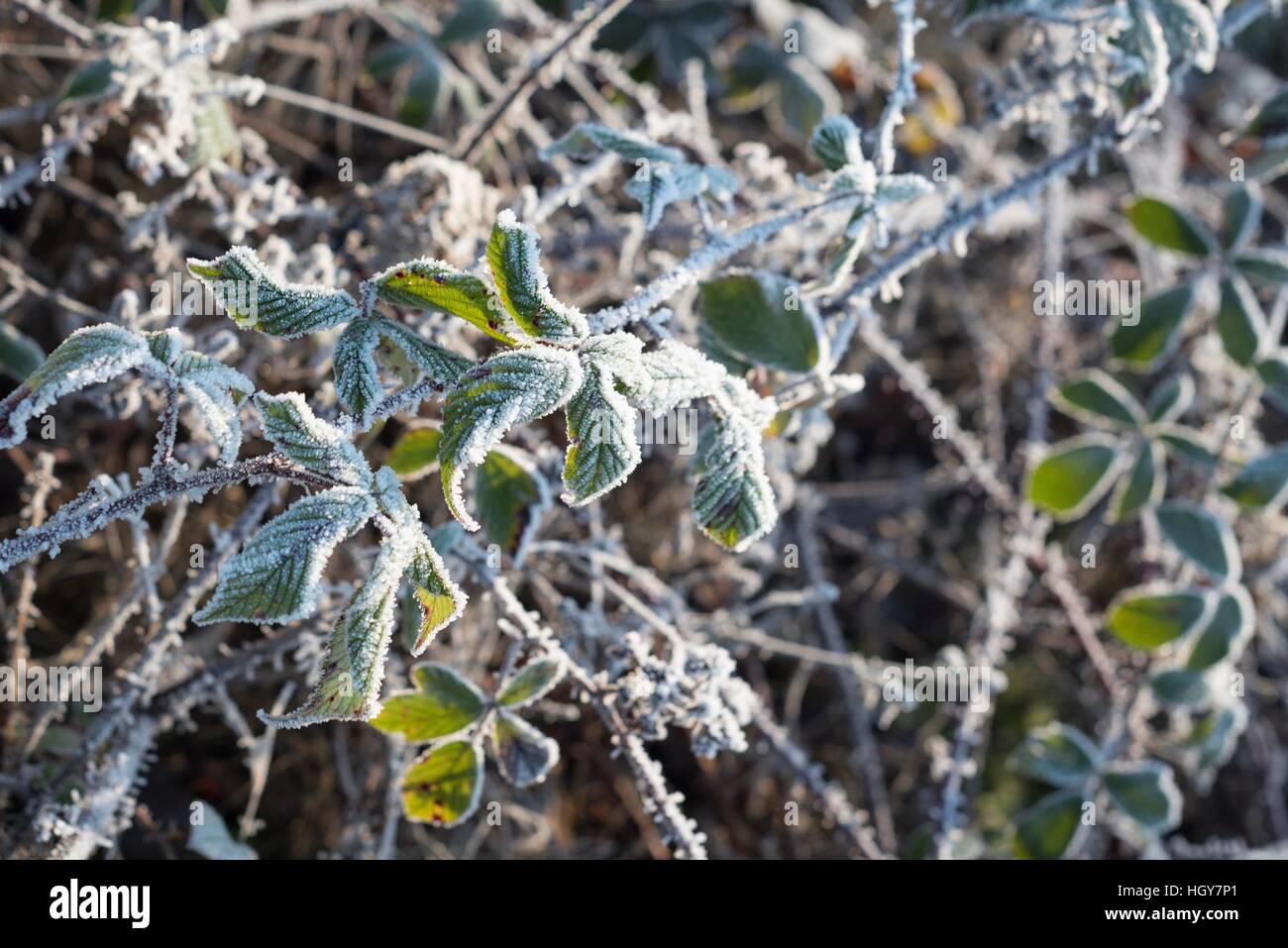 Invierno, primera helada mañana en el parque nacional Foto de stock