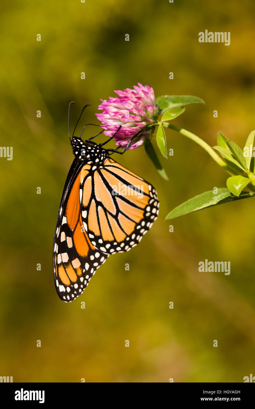 Una mariposa monarca, Danaus plexippus, en trébol en Grafton, Massachusetts. Foto de stock
