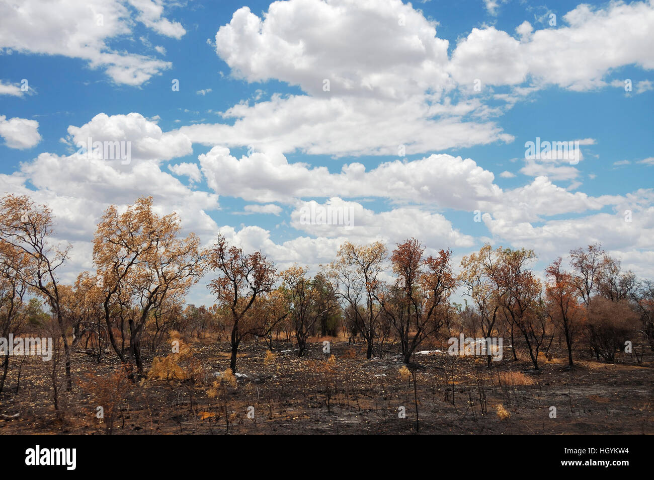 Australianas bush paisaje después de un ligero fuego de arbusto, Territorio de Nothern, Australia Foto de stock