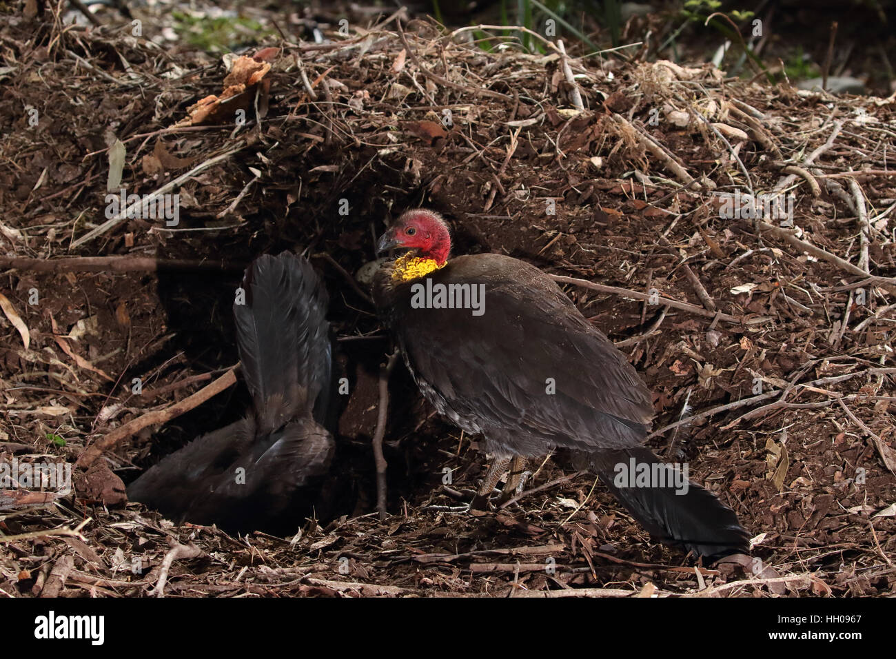 Cepillo australiano o bush Turquía hembra nido cavando hoyos con macho mirando Foto de stock