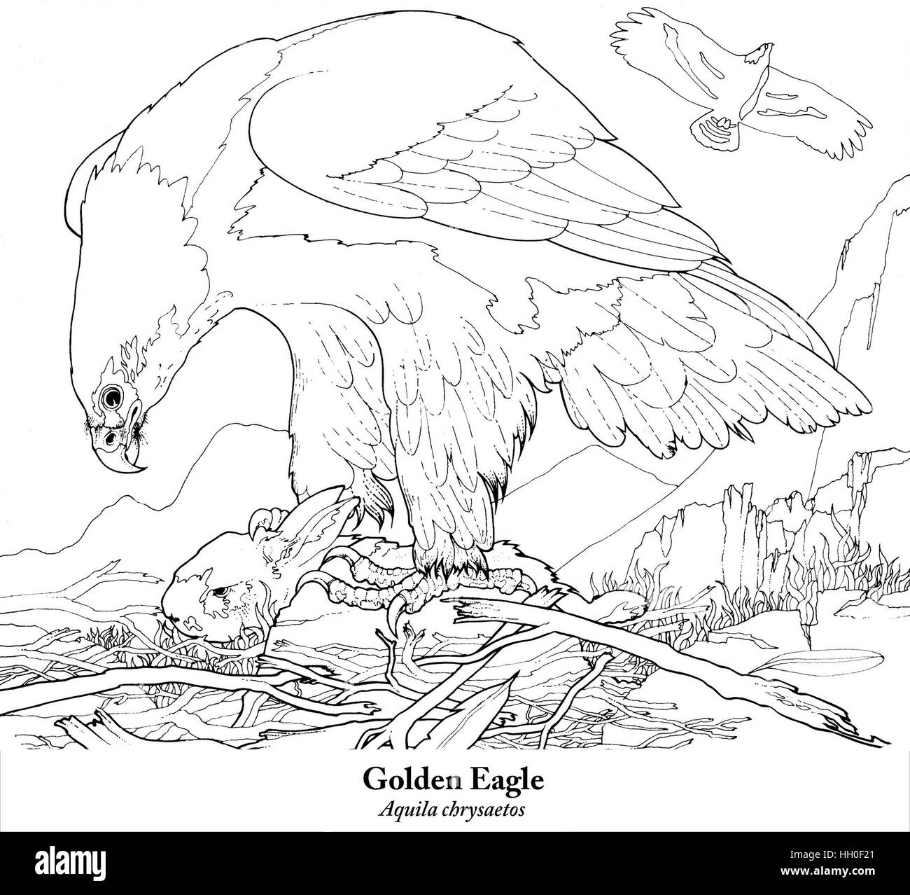 Top 106+ imagen aguila real para dibujar Abzlocal.mx