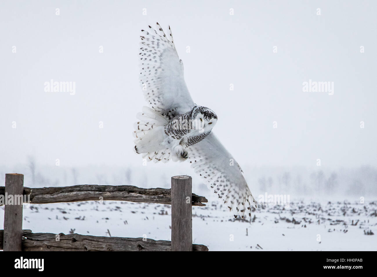 Snowy Owl 2017 Foto de stock