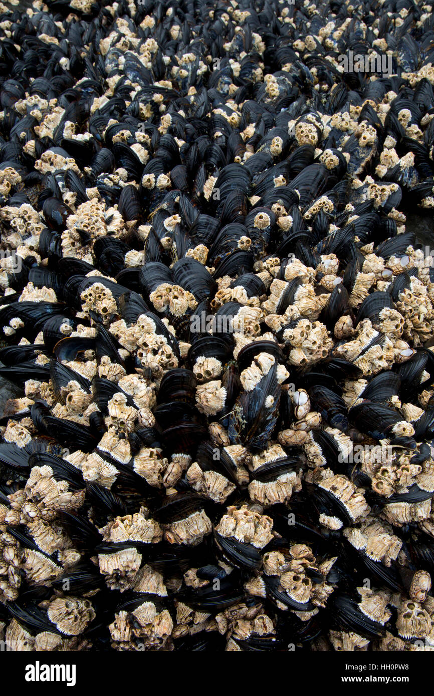 Mejillones con acorn percebes, Roads End State Park, Lincoln City, Oregon Foto de stock