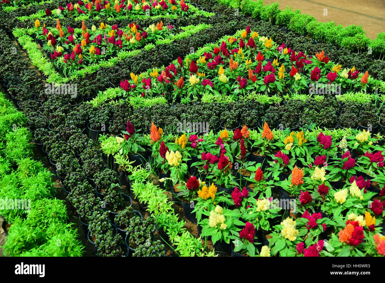 Diseños de cama de flores de jardín fotografías e imágenes de alta  resolución - Alamy