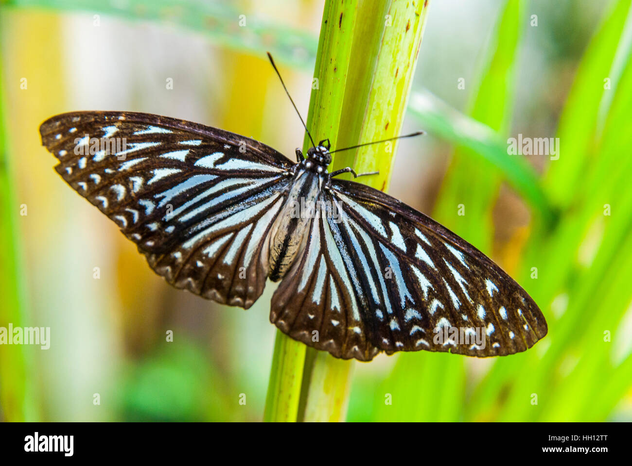 Cerca de la hermosa mariposa con las alas extendidas en planta verde Foto de stock
