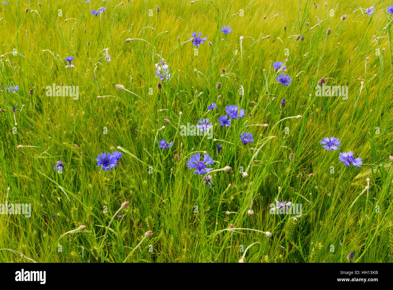 : Aciano (Centaurea cyanus) en un campo de cebada, Sajonia, Sajonia, Alemania Foto de stock